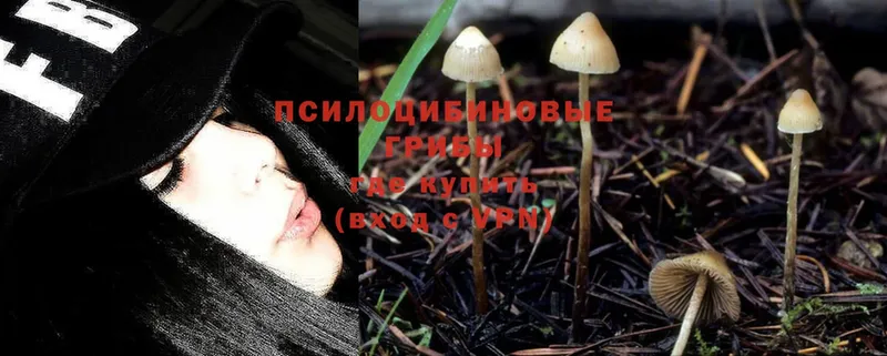 где купить наркоту  Зубцов  Галлюциногенные грибы Psilocybe 